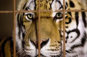 tigre na jaula
