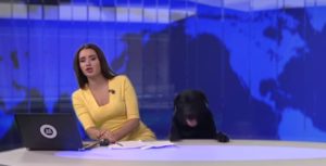 Cão interrompe telejornal ao vivo na Rússia. Assista o Video