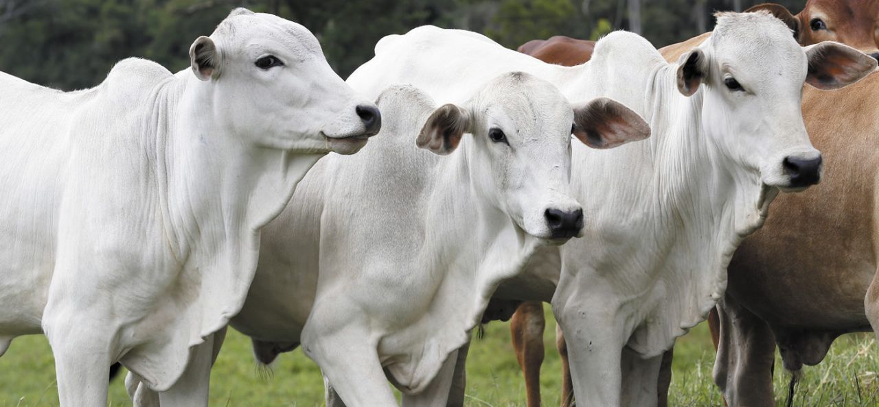 volume-de-carne-bovina-exportado-encerra-outubro-com-186,2-mil-toneladas
