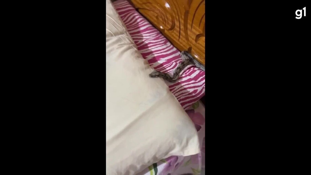 video:-mulher-acorda-de-madrugada-e-encontra-cobra-debaixo-do-travesseiro,-em-ro