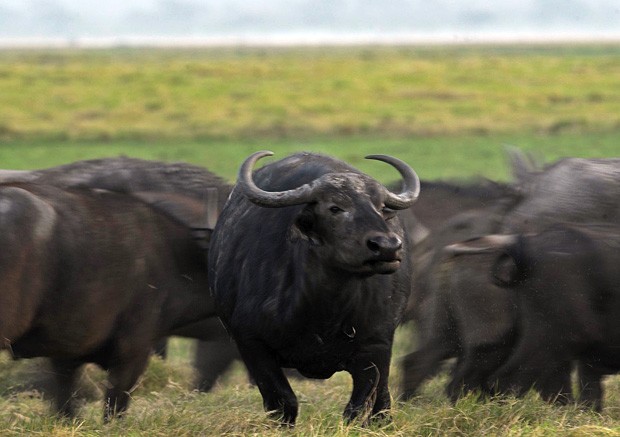 quase-cinco-mil-bufalos-selvagens-e-invasores-vivem-sem-monitoramento,-degradando-reservas-ambientais-de-ro