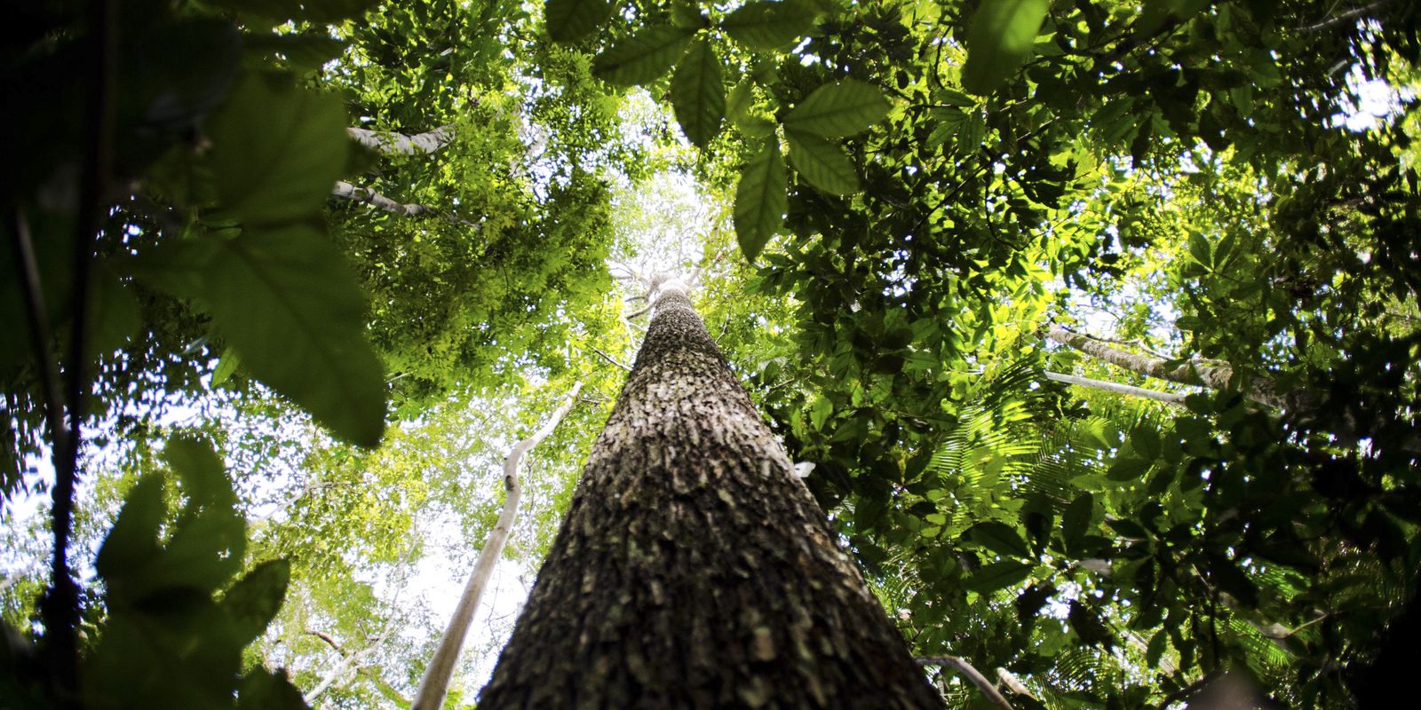brasil-apresenta-na-cop-proposta-para-manter-florestas-tropicais-em-pe