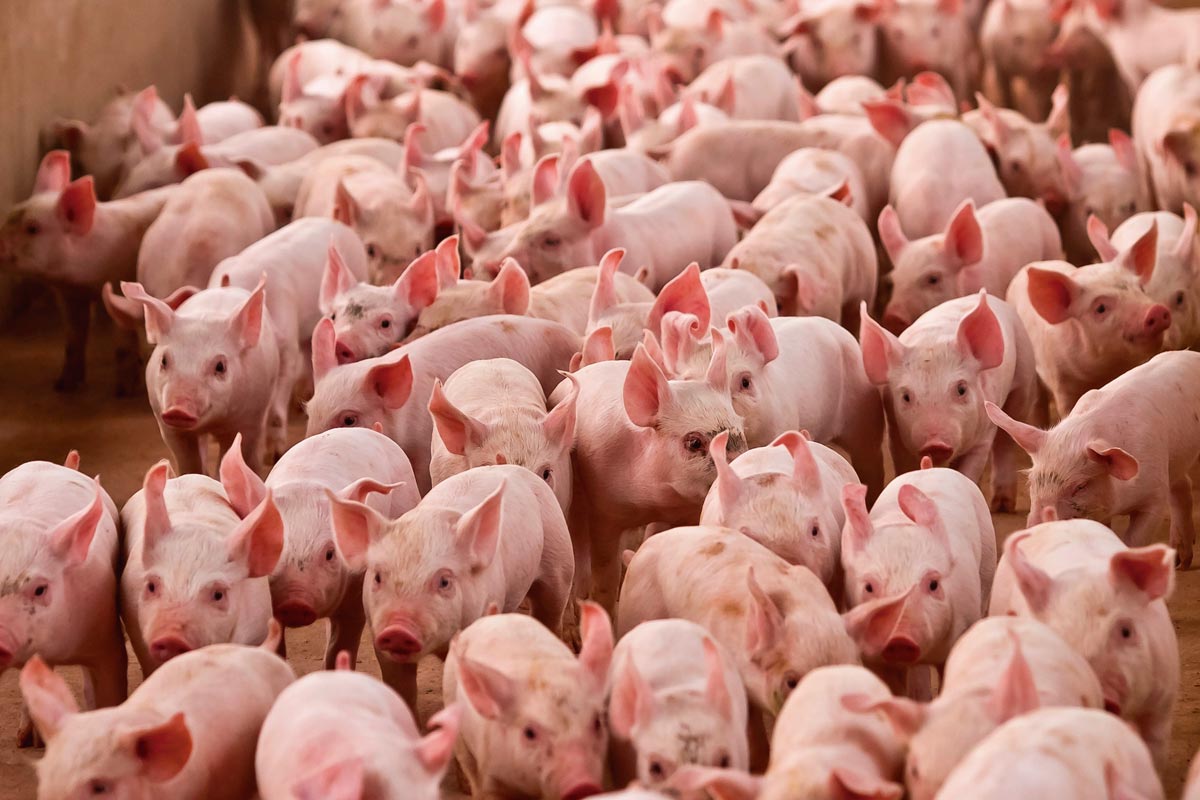 producao-e-exportacao-de-carne-suina-e-de-frango-no-brasil-batem-recorde-em-2023,-diz-abpa
