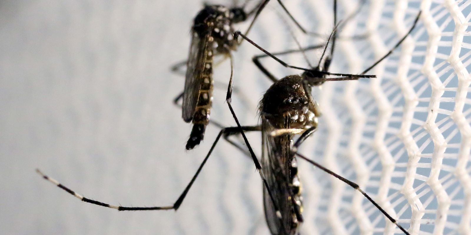 distrito-federal-pedira-apoio-do-exercito-para-combater-a-dengue