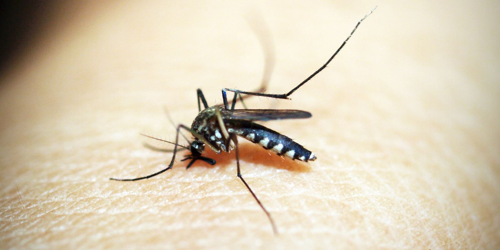 ministerio-define-esta-semana-calendario-de-vacinacao-contra-dengue