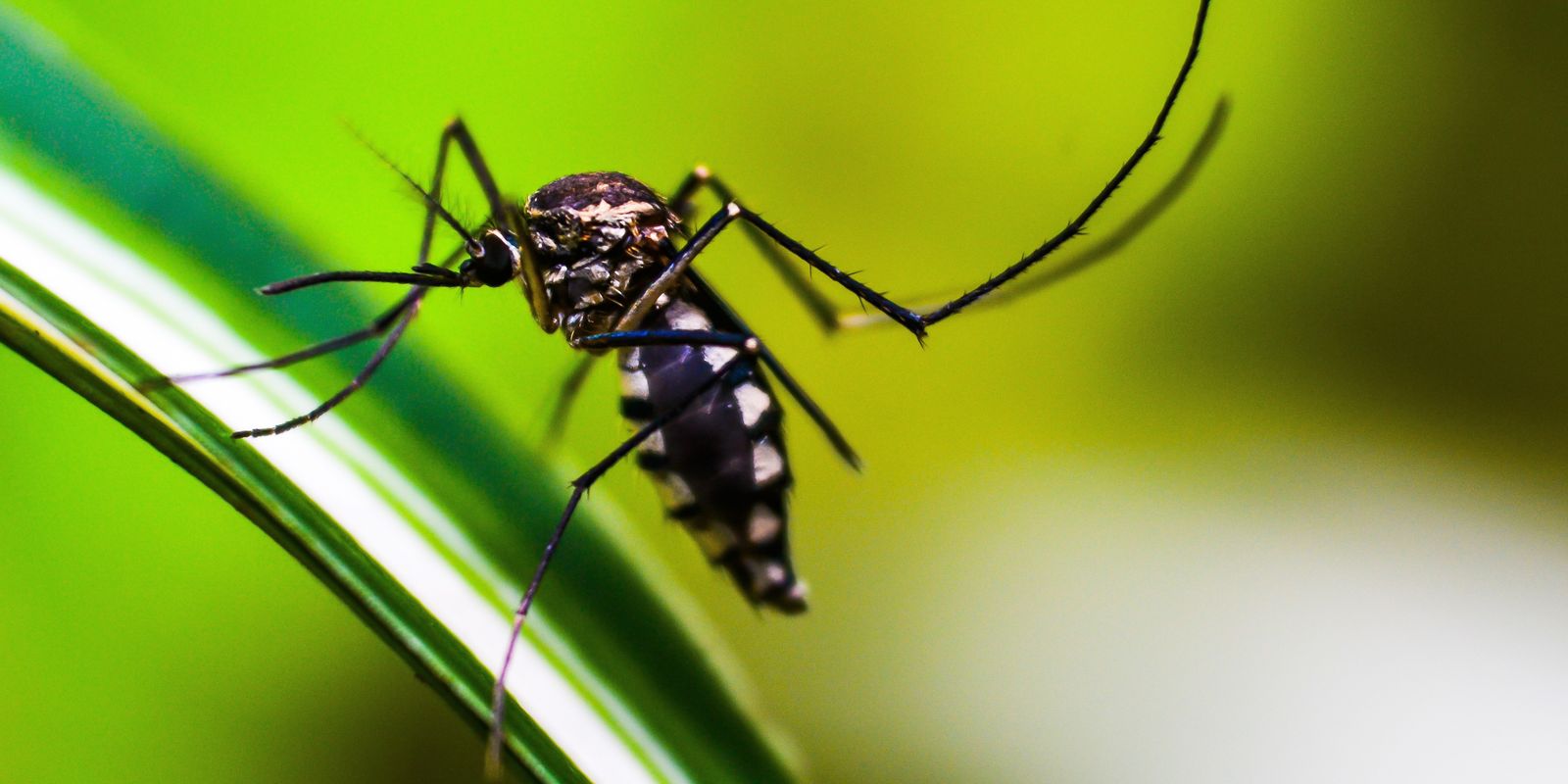Mudanças climáticas podem ampliar infestação de mosquito Aedes no Rio