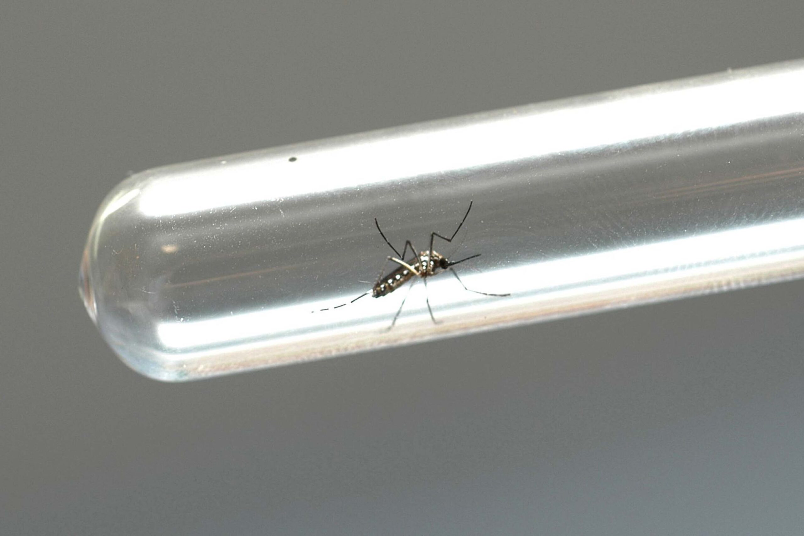 ministerio-da-saude-confirma-primeira-morte-do-ano-por-dengue-em-rondonia