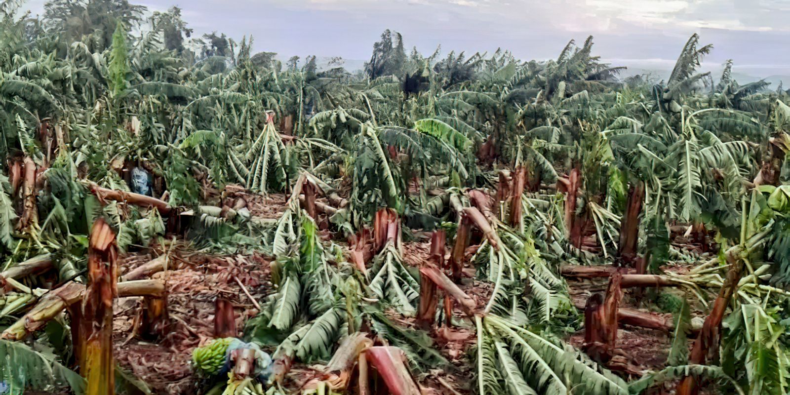 ventania-devasta-plantacoes-de-banana-na-regiao-do-vale-do-ribeira