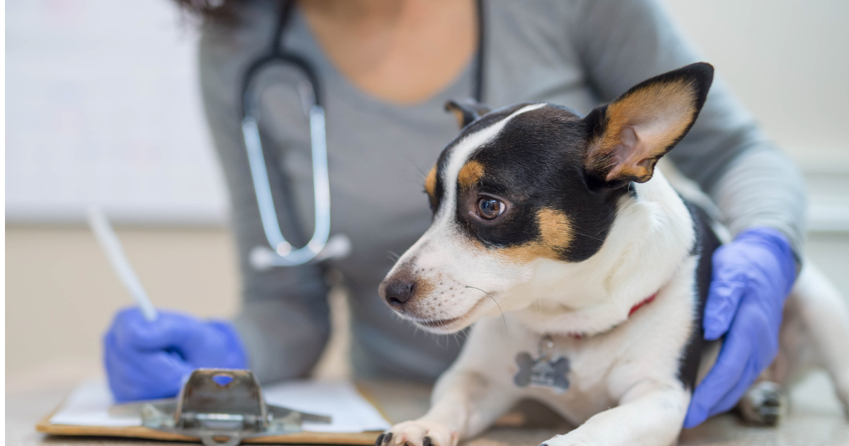 Centro de Acolhimento e Bem-Estar Animal de Cruz das Almas recebe doação de medicamentos e reforça os cuidados com os pets