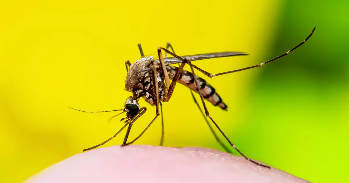 prefeitura-lanca-campanha-contra-a-dengue-e-convoca-a-populacao-para-colaborar