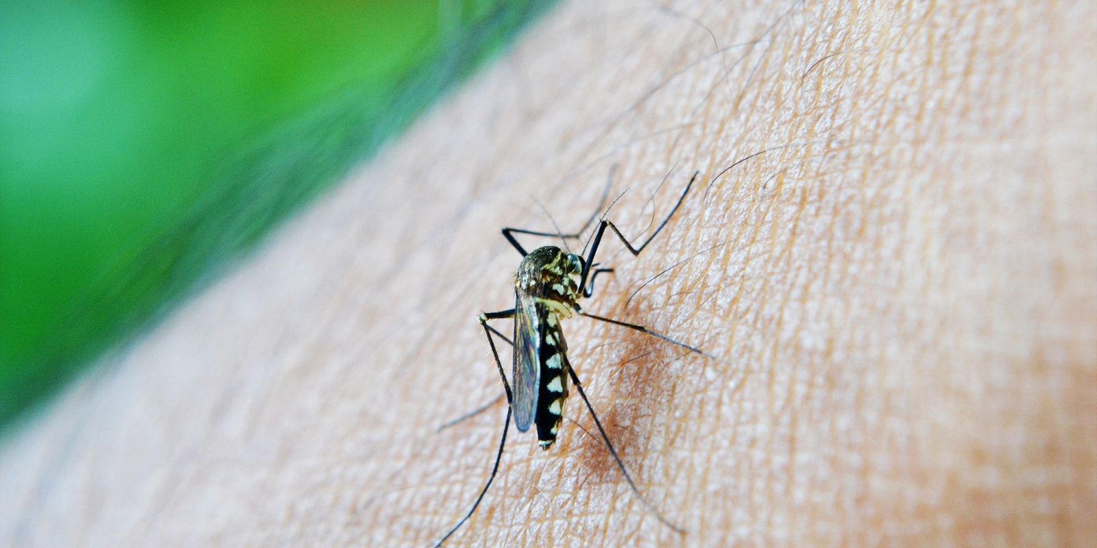 epidemia-de-dengue-faz-natal-decretar-emergencia-em-saude