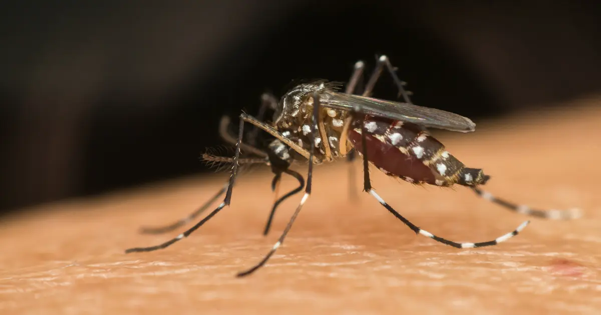 prefeitura-realizara-“dia-d”de-mobilizacao-contra-a-dengue-em-cruz-das-almas