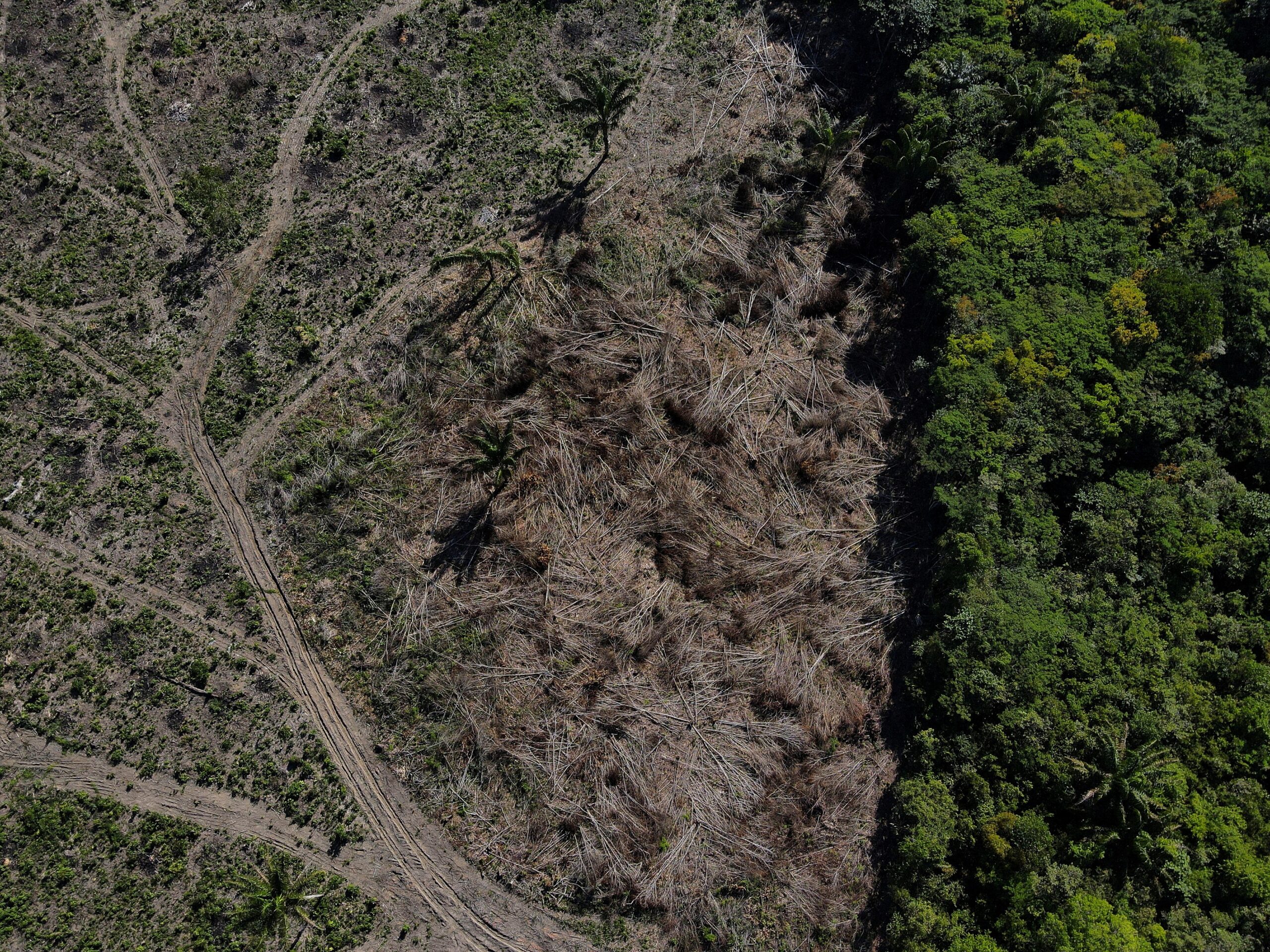 desmatamento-na-amazonia-no-1o-bimestre-atinge-a-menor-taxa-dos-ultimos-6-anos,-aponta-imazon
