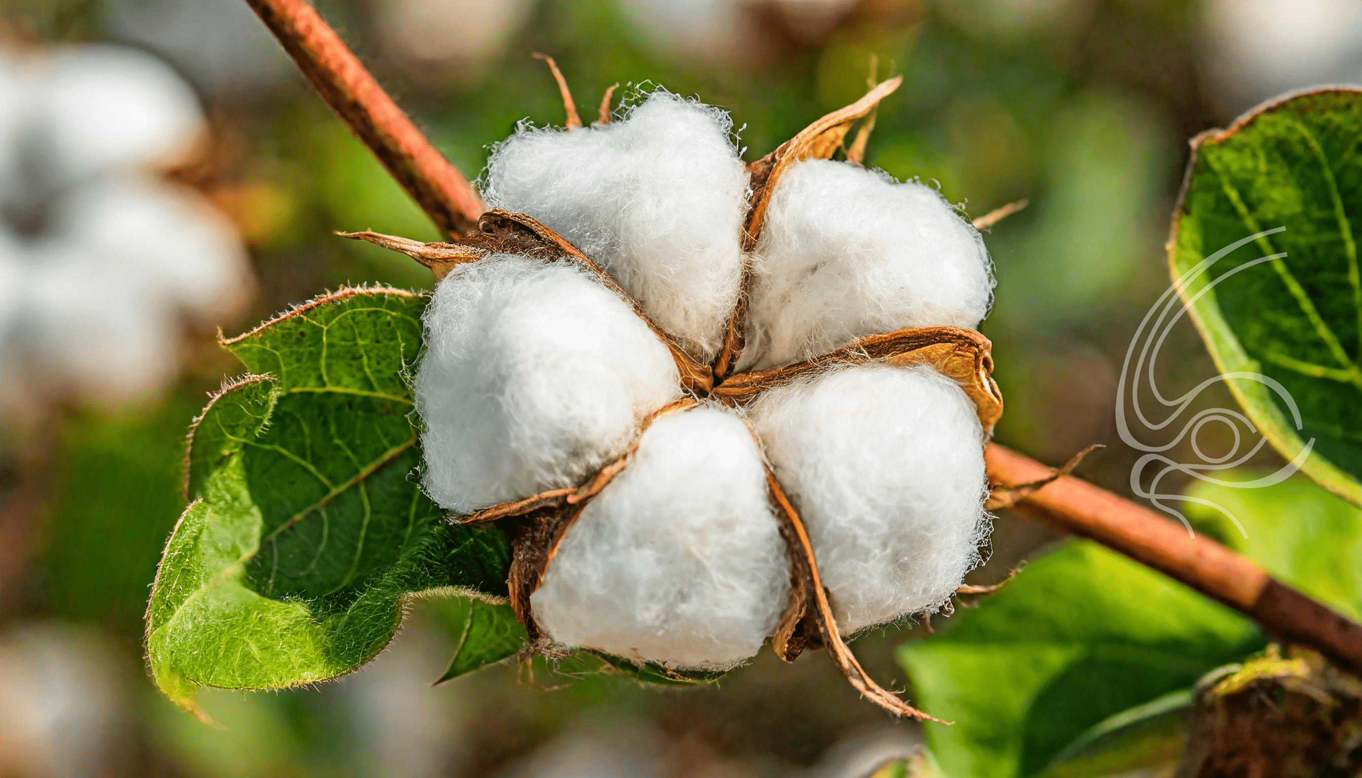 Avanço na área de plantio de algodão pode resultar em safra recorde em 2023/24