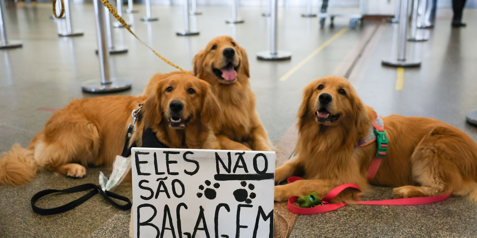 apos-morte-de-joca,-tutores-se-manifestam-no-aeroporto-de-brasilia